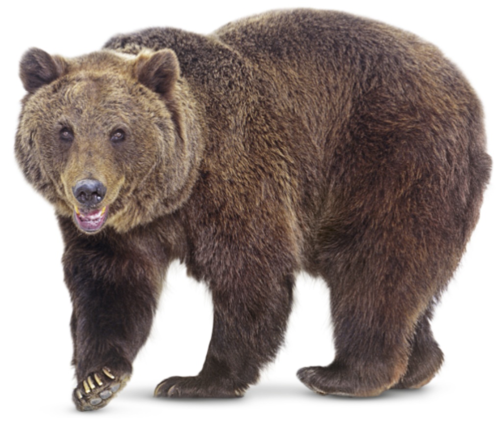 Grizzly Bear  San Diego Zoo