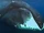 Bowhead Whale