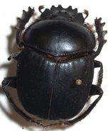 Sacred Scarab Beetle