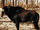 Giant Sable Antelope
