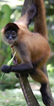 Geoffroy's Spider Monkey zoo icon