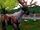 Bush-antlered Deer
