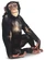 Chimpanzee[7]