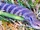 Eastern Blue-tongued Skink
