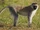 Vervet Monkey