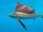 Atlantic Sailfish