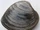 Hard Clam