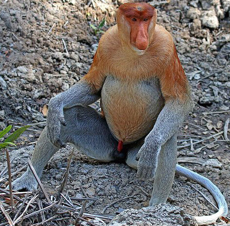 Proboscis monkey