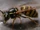 Common Wasp