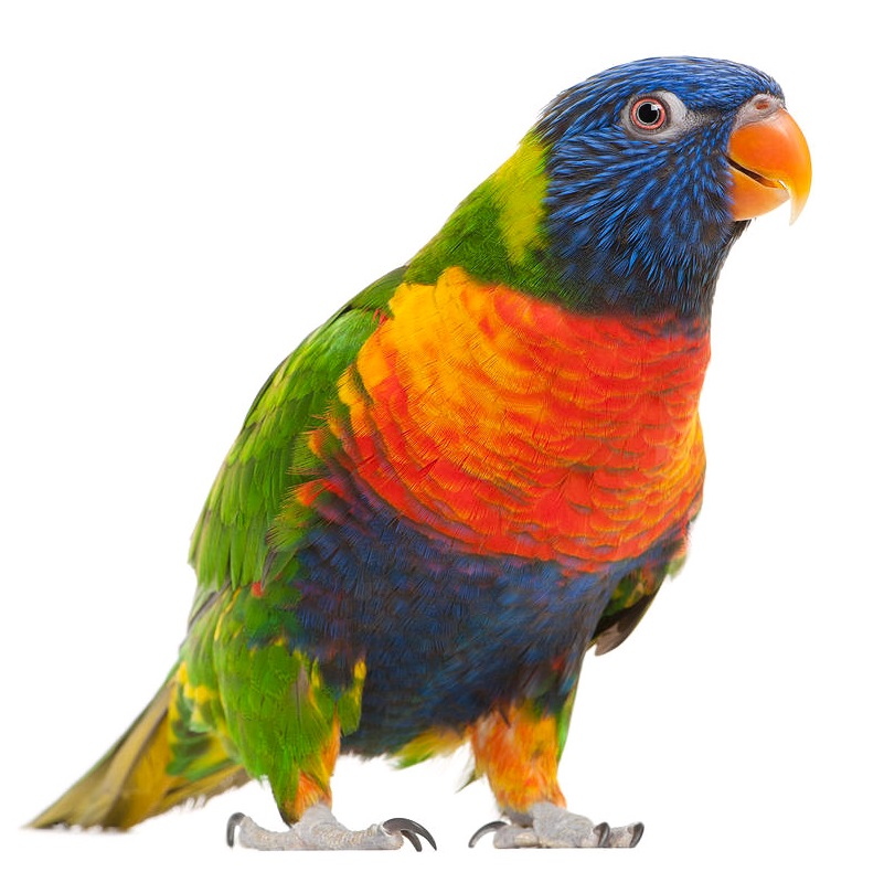 Jogos de acasalamento rainbow lorikeet. um papagaio desbotado gruda em uma  fêmea