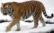 Siberian Tiger zoo icon