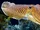 Common Cuttlefish