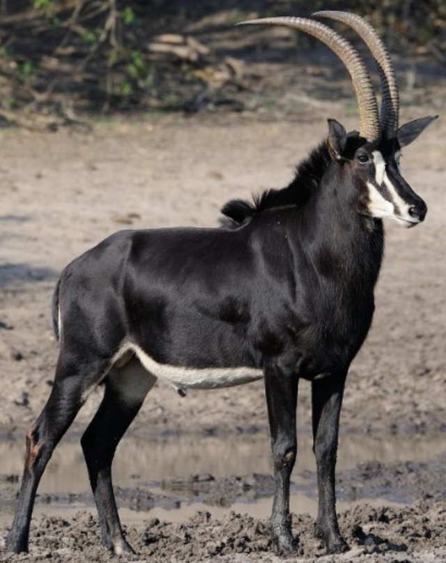 Zoo Tycoon 3: Sable Antelope 