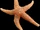 Common Starfish
