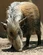 Bushpig