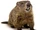 Groundhog