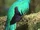 Resplendent Quetzal