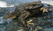 Goliath Frog