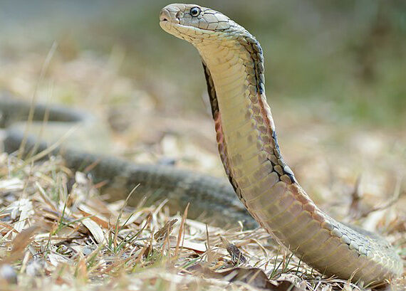 King Cobra  San Diego Zoo