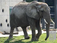 Brittany the Elephant.jpg (329 KB) Brittanie the African Bush Elephant (Cree Summer)