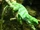 Fiji Banded Iguana