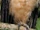 Spectacled Owl