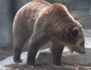 San Diego Zoo Grizzly.png (313 KB)