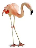 Carny the Greater Flamingo (Eddie Murphy)