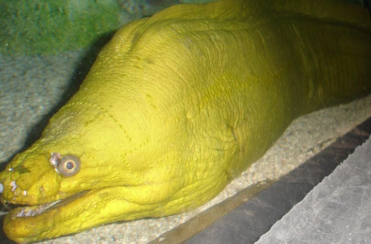 Green Moray Eel Zoo tycoon movie Wikia Fandom