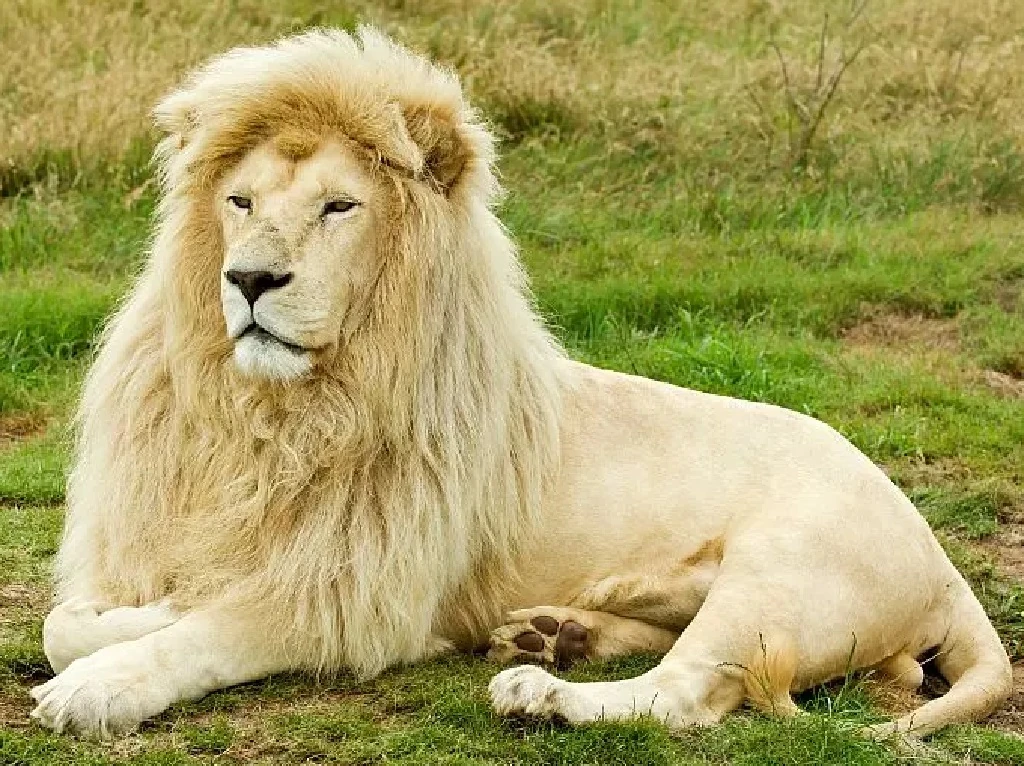 White Lion Zoo tycoon movie Wikia Fandom