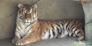 Columbus Zoo Tiger.png (2.18 MB)