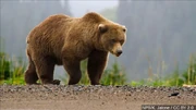 Grizzly Bear