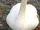 Trumpeter Swan