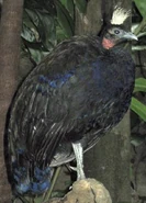 Congo Peafowl