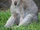 Red-necked Wallaby