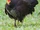 Australian Brushturkey