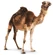 Dromedary[6]