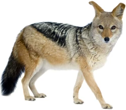Black-backed Jackal | Zoo tycoon movie Wikia | Fandom