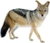 Black-backed Jackal[18]