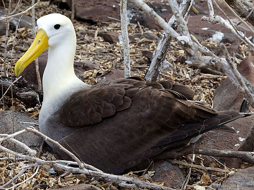 Waved Albatross | Zoo tycoon movie Wikia | Fandom