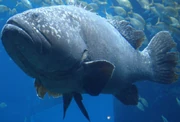 Giant Grouper zoo icon
