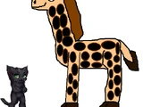 Rothschild's Giraffe