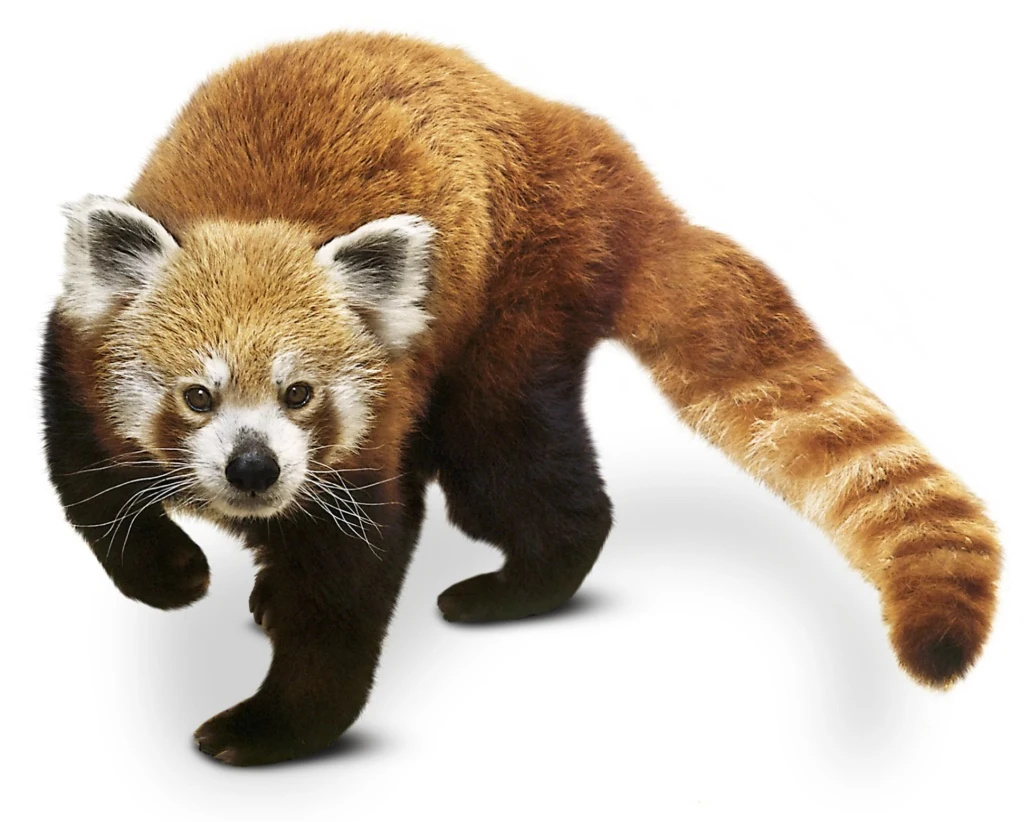 Red Panda Zoo tycoon movie Wikia Fandom