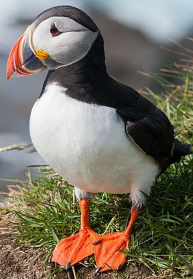Atlantic puffin - Wikipedia
