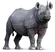 Black Rhinoceros