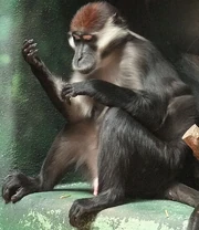 Collared Mangabey zoo icon