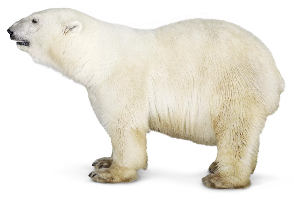 Zoo Tycoon 3: Polar Bear 