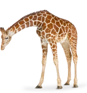 Georgina (Diane Perry)