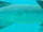 Common Remora