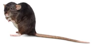 Finder the Black Rat (Daveed Diggs)